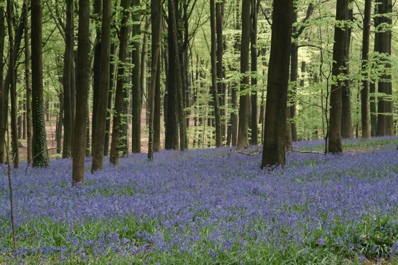 Villa Blue Garden B&B Vlaamse Ardennen Nabij Pairi Daiza Geraardsbergen Luaran gambar